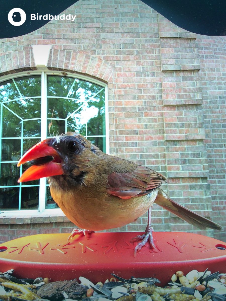 A female balding cardinal with only a few odd crest feathers still standing.