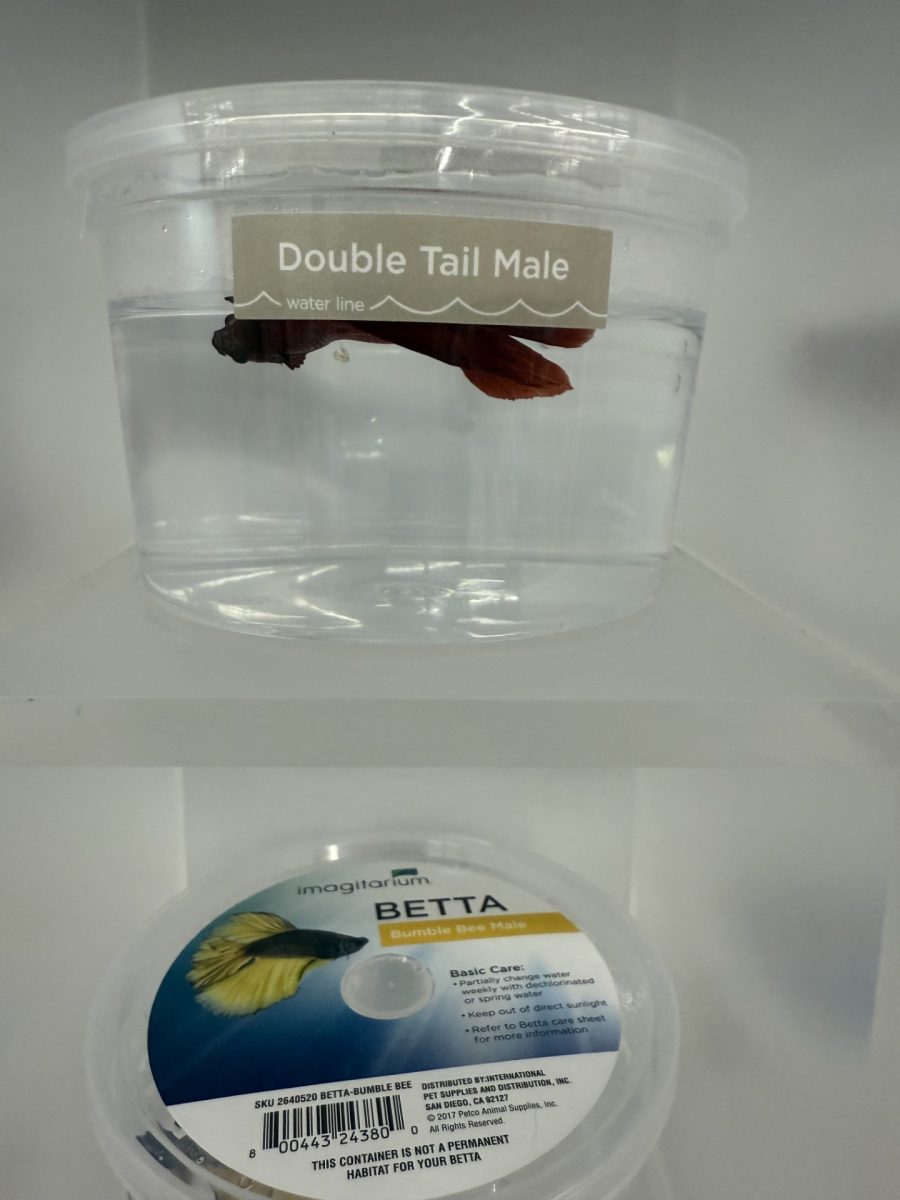 A Betta Fish, considered the most popular pet fish in the world, in the drastically small container it will remain in until it is sold.