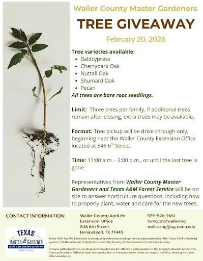 Waller Country Master Gardeners give away three free frees to every family until they’re gone.
